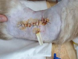 น้องถั่วเค็ม ดวงแข็ง โดยสุนัขรุมกัดมารีบมาโรงพยาบาล บาดแผลเต็มตัว